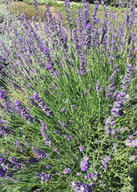 Lavandula x intermedia 'Impress Purple'